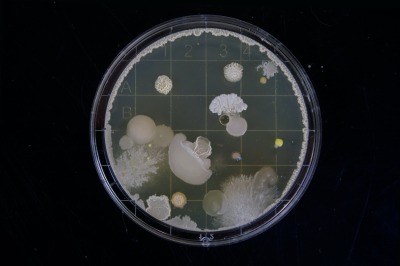 Bacteria_pic