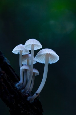 Fungi_pic