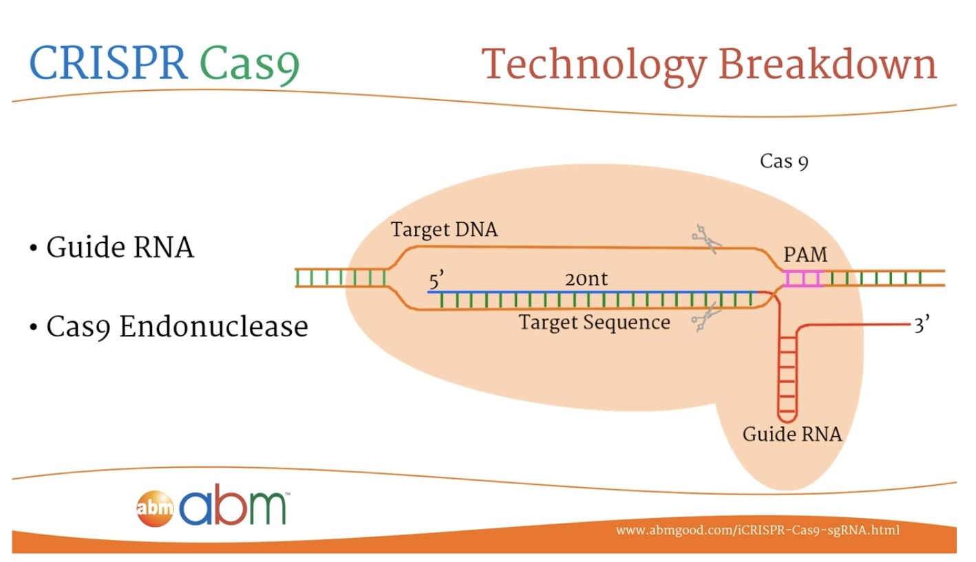 CRISPR Cas9 - A Brief Introduction