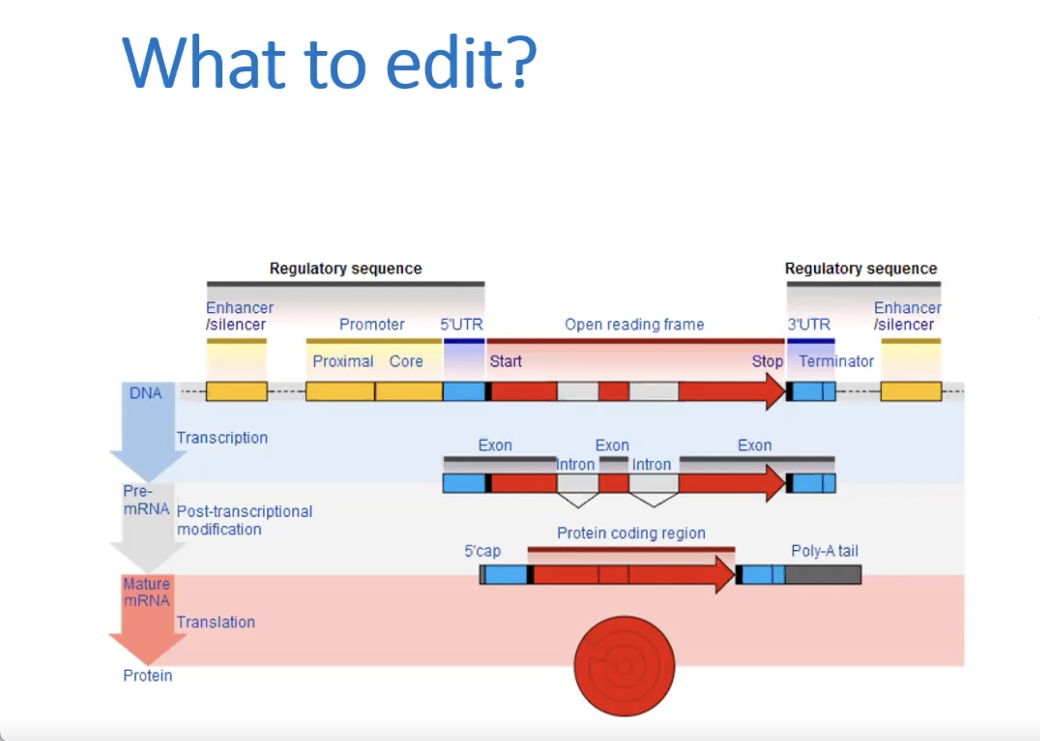 CRISPR_lec_2