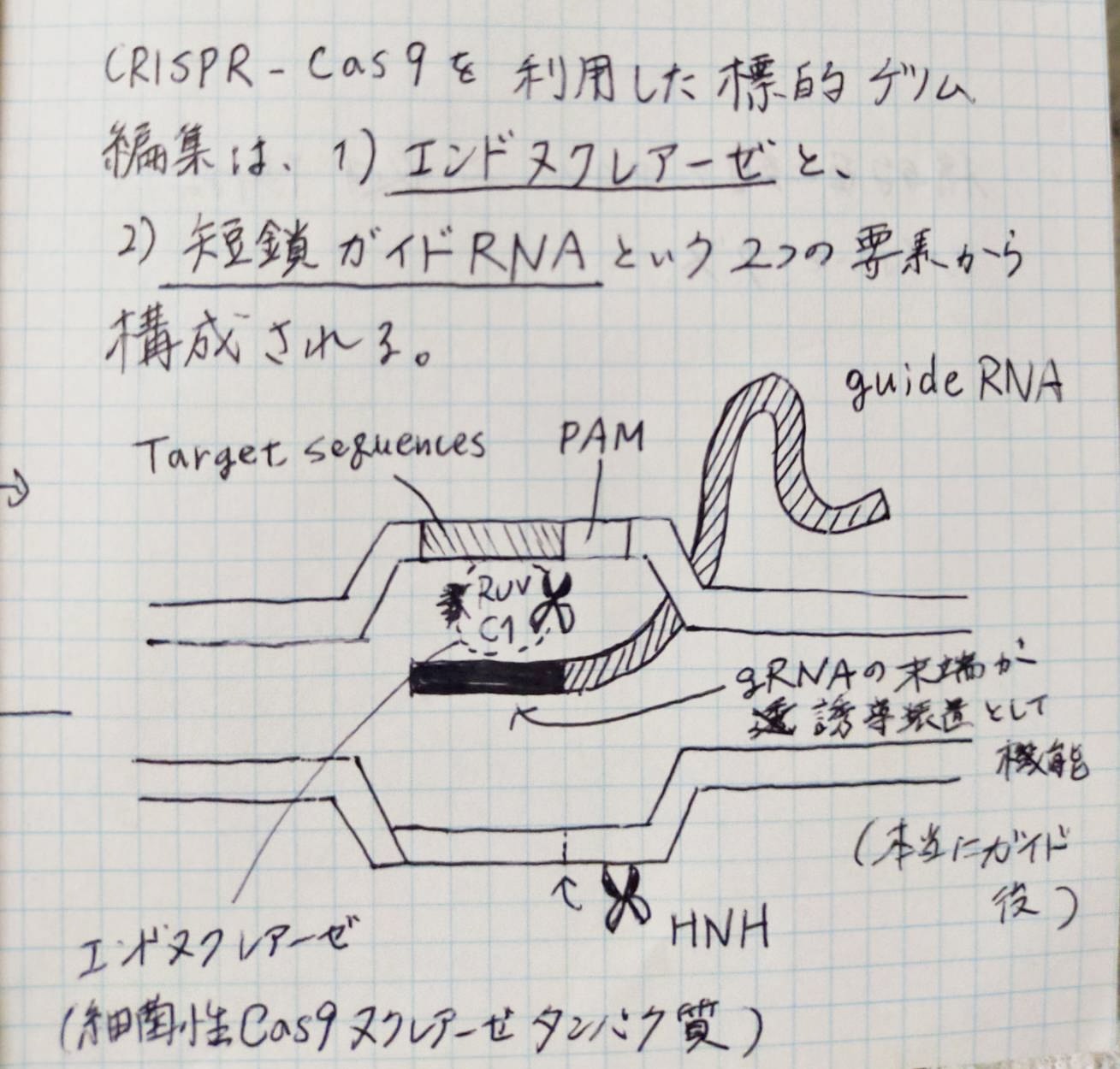 CRISPR_memo