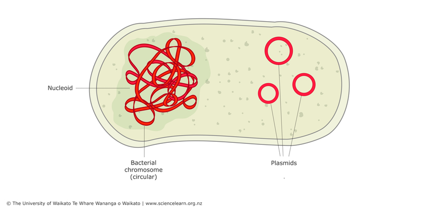 Plasmid